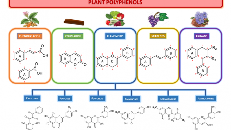 Plant Polyphenols - Introduction and Analytical Methods