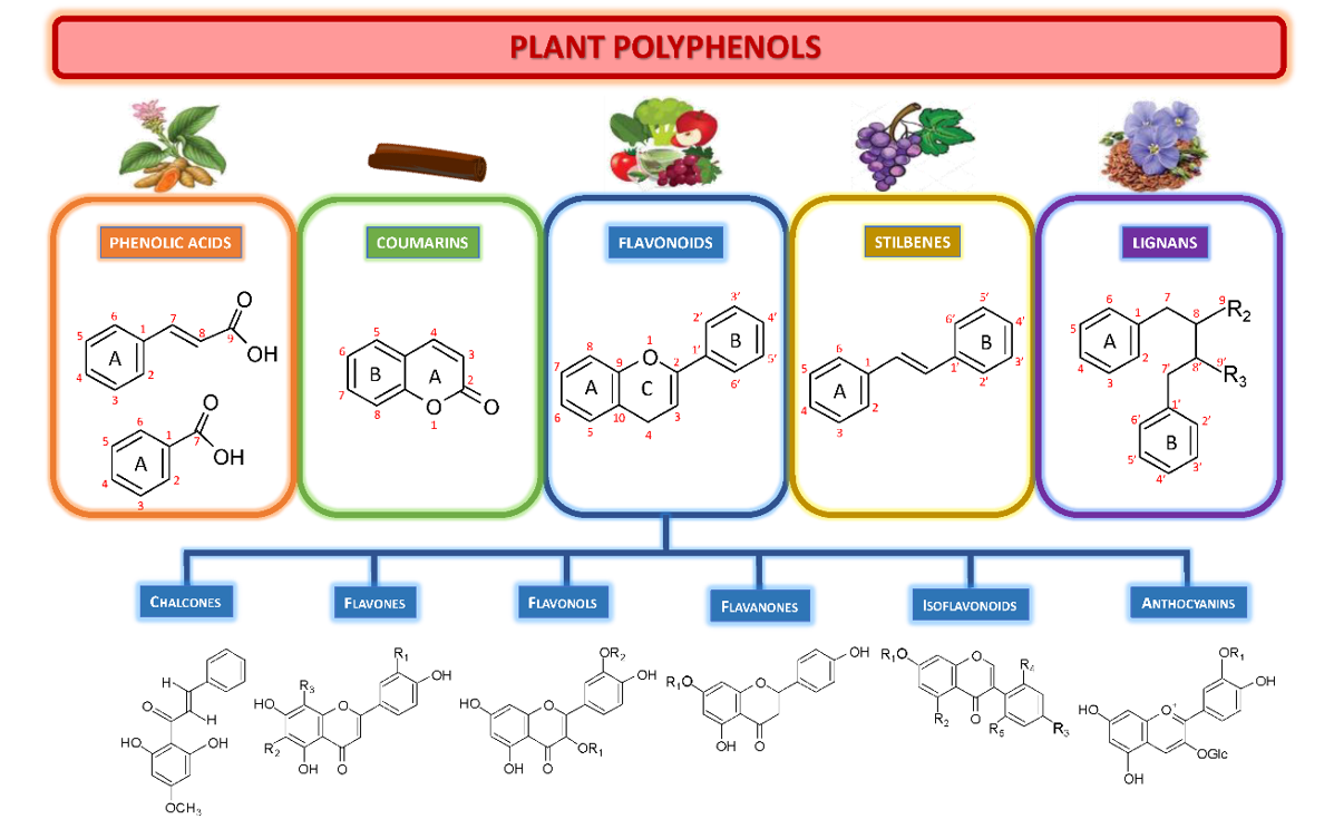 Plant Polyphenols – Introduction and Analytical Methods