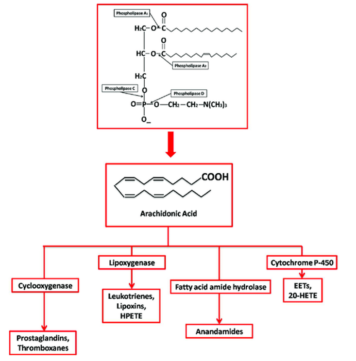 Synthesis and metabolization of Arachidonic Acid