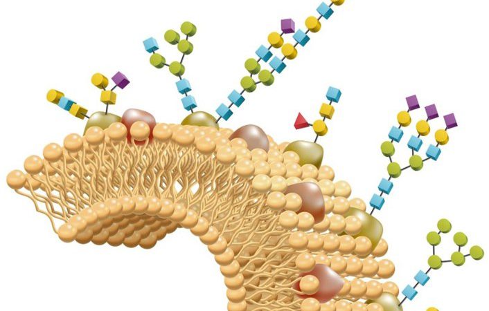 Glycomics Analysis Technology