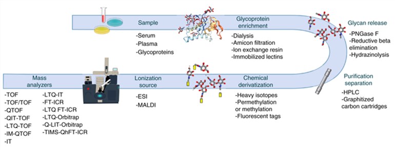 General Overview of a glycomics MS workflow