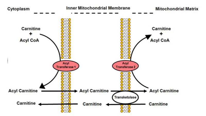 How to Analyze Carnitine and Acylcarnitine?