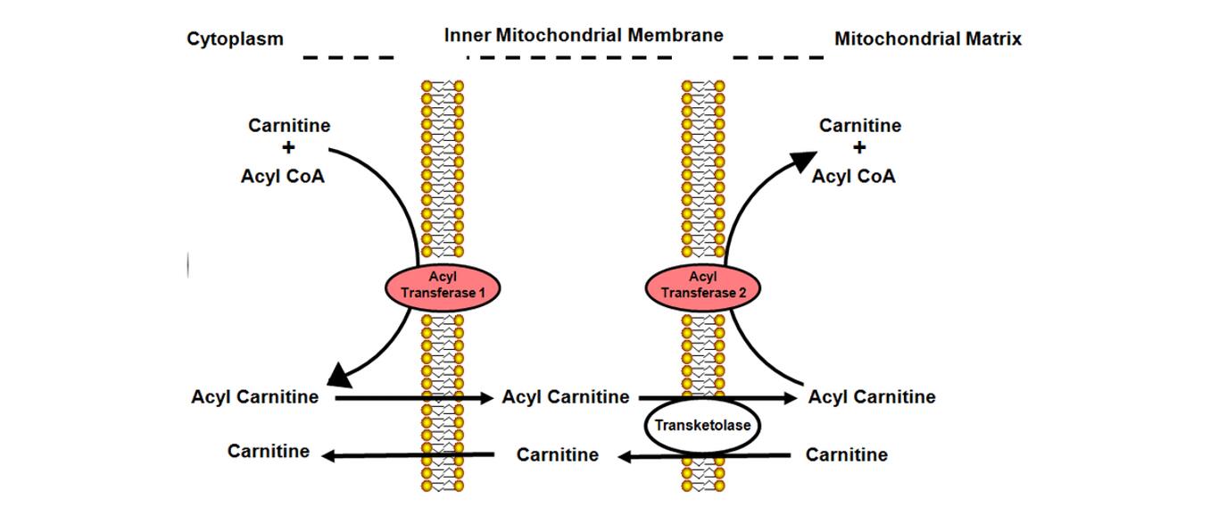 How to Analyze Carnitine and Acylcarnitine?