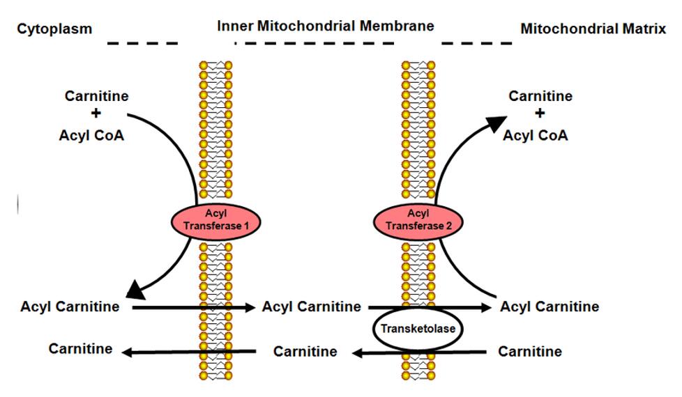 Role of carnitine in transport of fatty acids