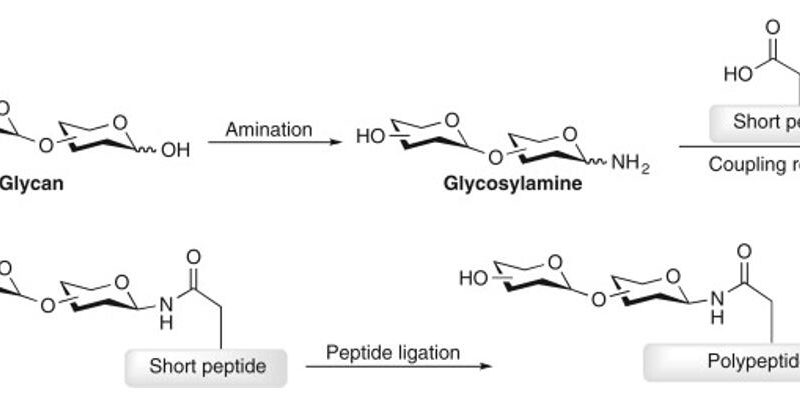 Glycopeptides - Mass Spectrometry Analysis and Enrichment Techniques