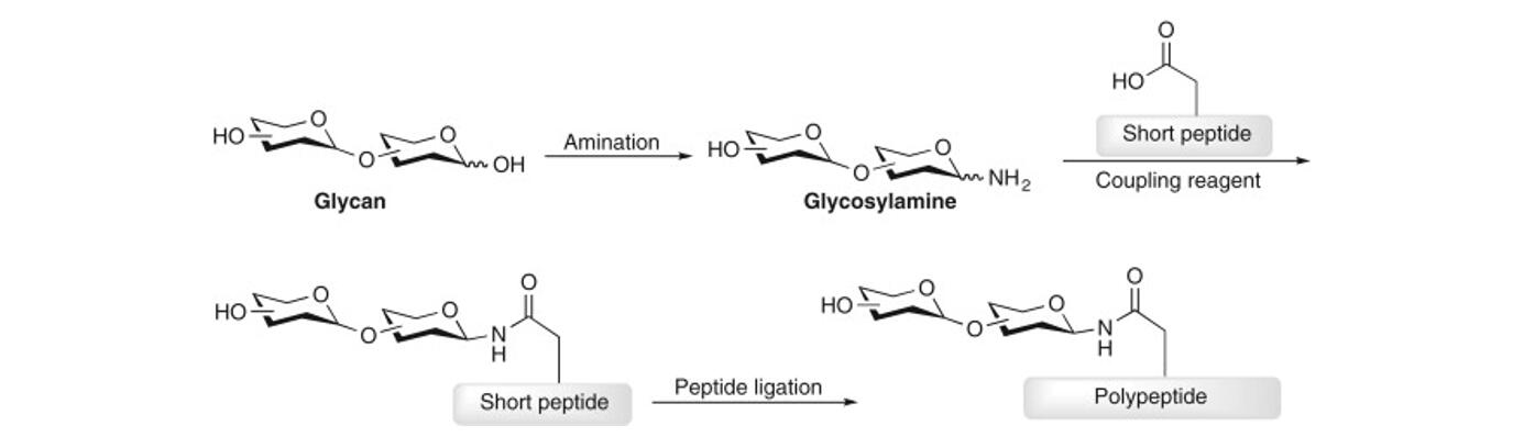 Glycopeptides – Mass Spectrometry Analysis and Enrichment Techniques