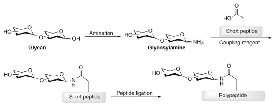 Glycopeptides - Mass Spectrometry Analysis and Enrichment Techniques