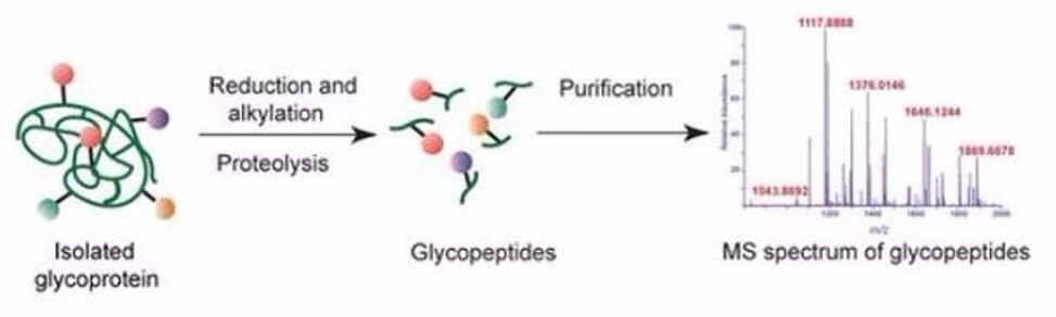 Glycopeptides - Mass Spectrometry Analysis and Enrichment Techniques