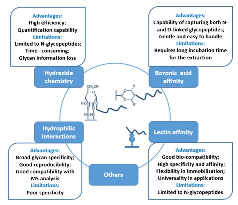 Glycopeptides - Mass Spectrometry Analysis and Enrichment Techniques