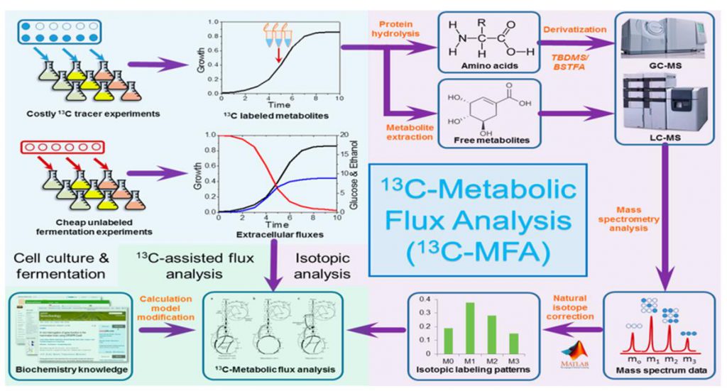 Metabolic flow solutions