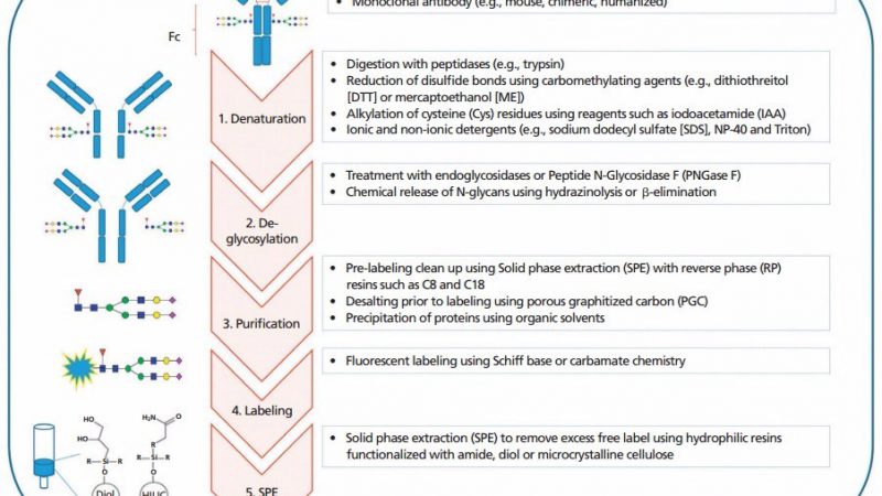 Function of N-Glycans of Monoclonal Antibodies