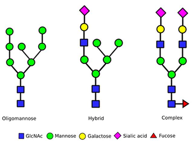 단클론항체의 N-Glycan 기능