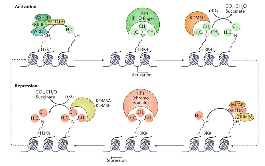 Examples of regulation of gene expression by histone methyltransferases and demethylases