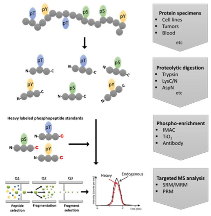 Standard workflow for targeted analysis of protein phosphorylation