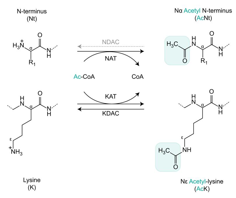 Schematic outline of N-terminal and lysine protein acetylation