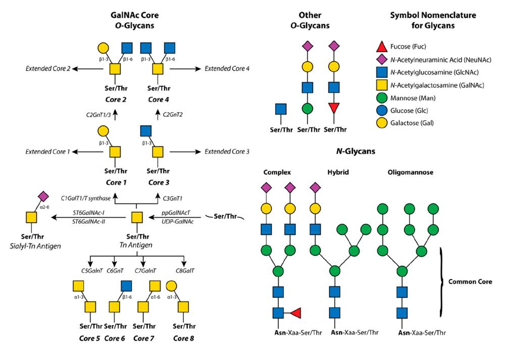 Mass Spectrometric and Glycan Microarray–Based Characterization of