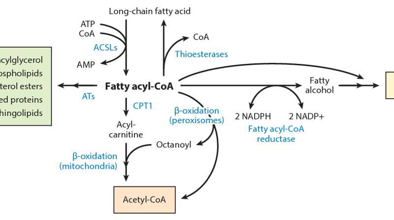 What Is Acyl-CoAs Metabolism