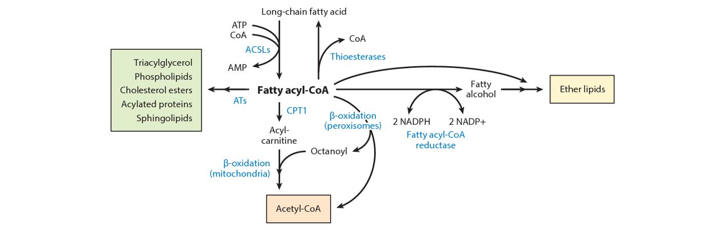 What Is Acyl-CoAs Metabolism