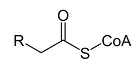 What is Acyl-CoAs Metabolism