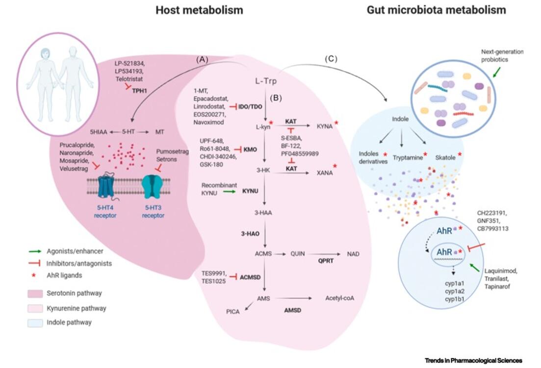 Unraveling the Complexities of Tryptophan Metabolism