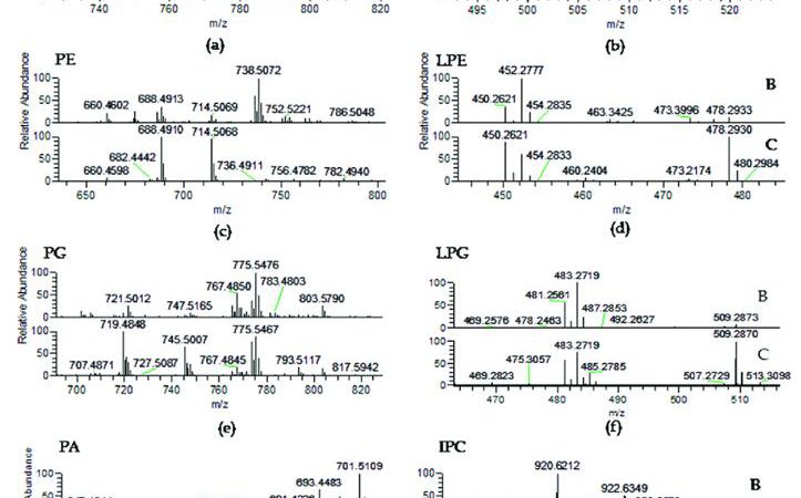 Phospholipids: Structure and Cell Membranes