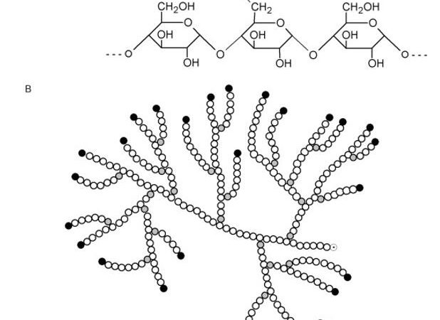 Unveiling the Versatility of Polysaccharides: Structure, Functions, and Industrial Applications