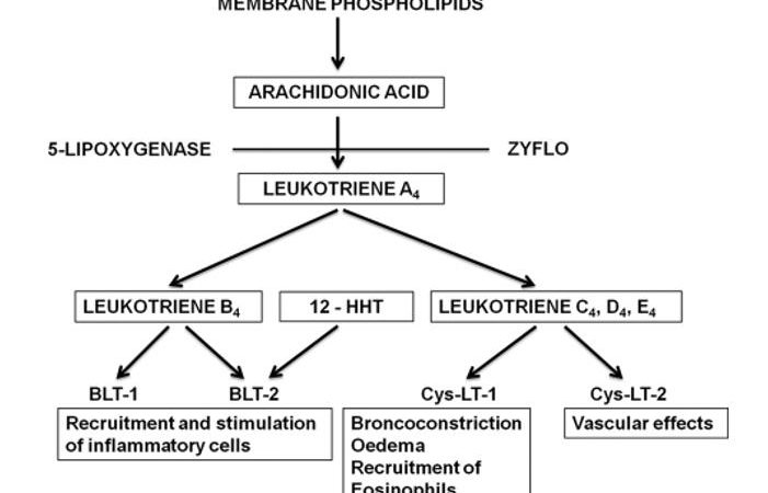 Leukotrienes: Structure, Functions, and Modulation Strategies
