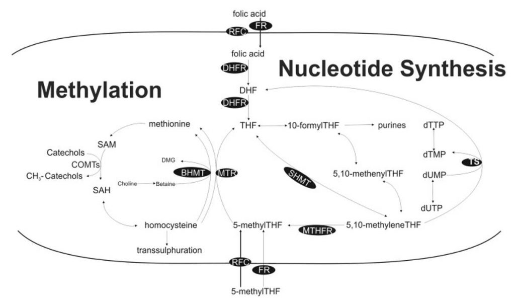 One-carbon metabolism and related biological roles (methylation and nucleotide synthesis)