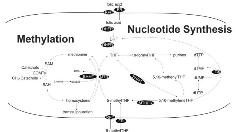 One-Carbon Metabolism