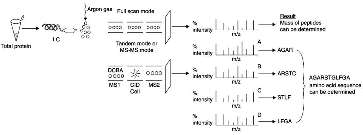 Decoding Proteins: Advanced Sequencing Techniques