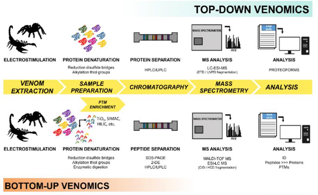 Venomic workflow. General workflows for top-down and bottom-up venomics are presented
