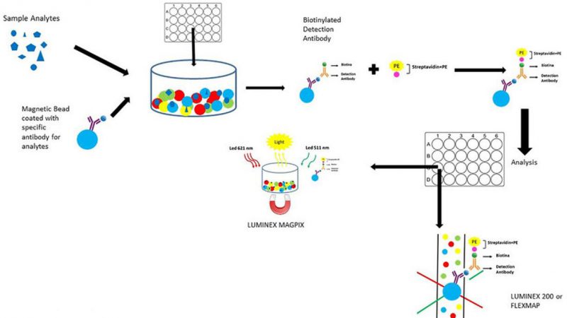 Luminex Multiplex Technology in Cytokine Analysis