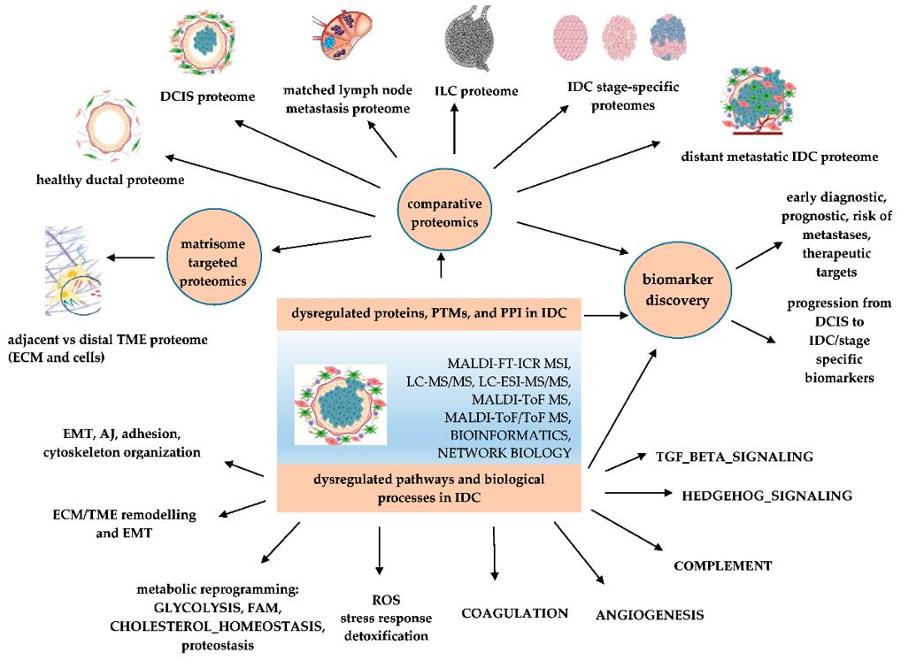 Applications of proteomics-based identification of dysregulated pathways and biomarker discovery in IDC