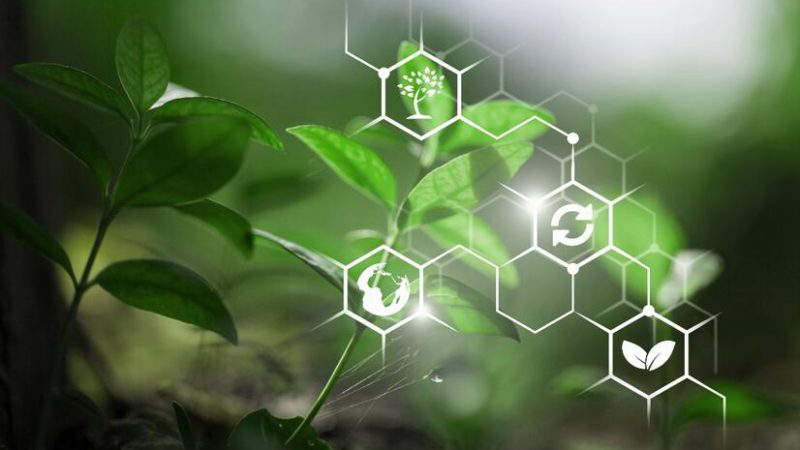 Plant Metabolomics: Techniques, Applications, and Phytochemical Insights