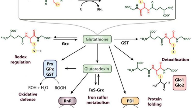 Thiols: Functions, Identification, and Applications