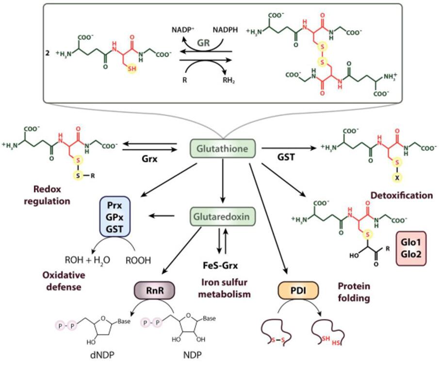 The role of thiols in antioxidant systems