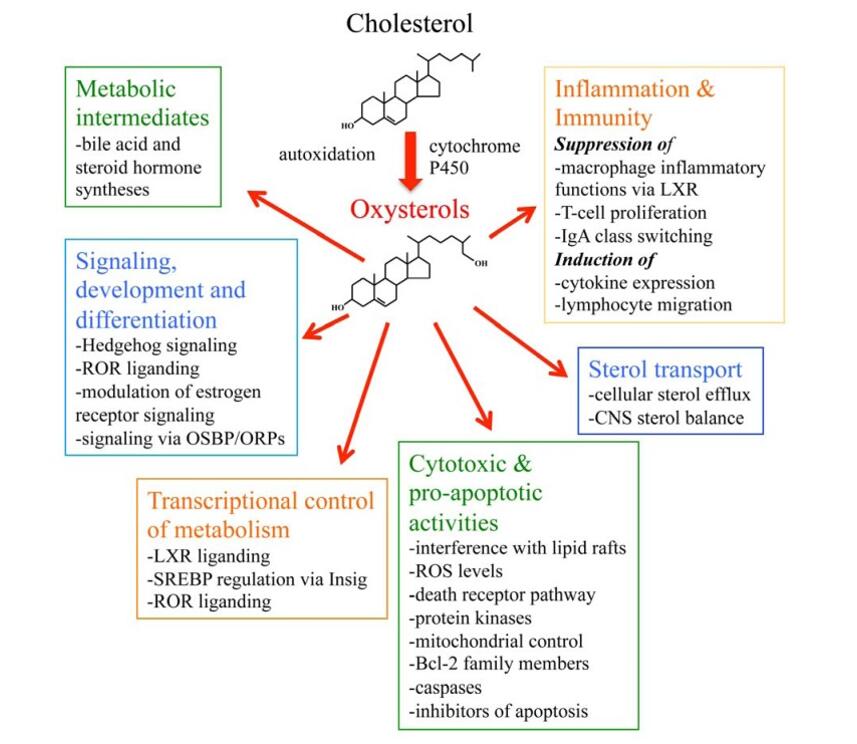 A schematic presentation summarizing the major functions of oxysterols