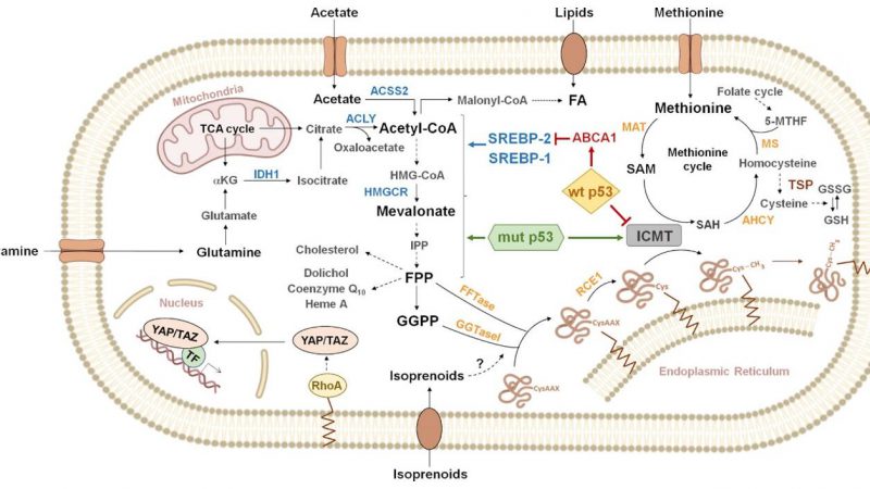 Overview of metabolic pathways connected to protein prenylation.
