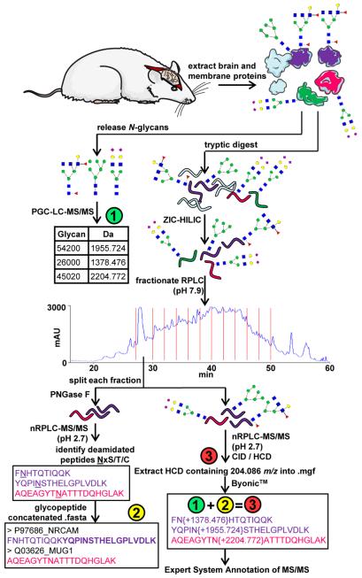 Site-specific N-glycosylation heterogeneity analysis of rat brain membrane-associated proteins by combining glycomics, glycoproteomics, and complementary mass spectrometry (MS) fragmentation techniques.