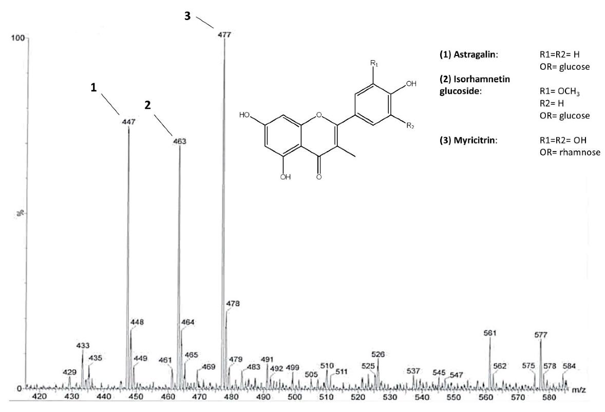 The main flavonoid glycosides identified in C. sativa leaves. ESI-MS spectrum of the flavonoid fraction obtained after direct infusion.