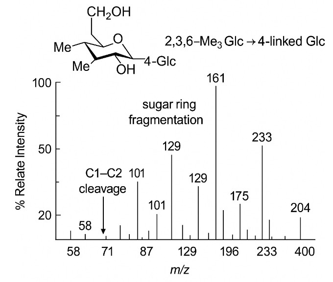 Mass spectrum of methylated glucose derivative showing labeled fragment ions and cleavage annotations.