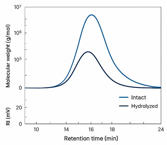 SEC-MALS overlay plot comparing molecular weight distributions of intact and hydrolyzed polysaccharides.