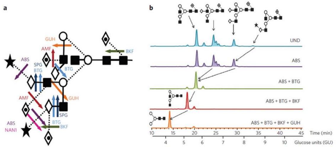 A. Cleavage sites of commonly used exoglycosidases for glycan fingerprinting. B. Representative HILIC profiles of 2-AB–labeled N-glycans from human IgG before (UND, undigested) and after exoglycosidase digestion.