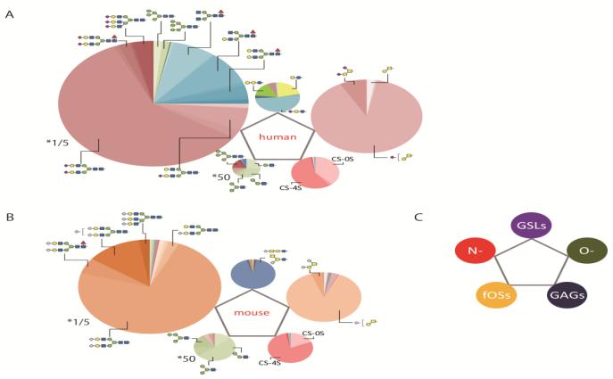 Comprehensive glycomic profiles of human (A) and mouse (B) sera.