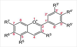 Anthocyanins analysis