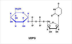 Carbohydrate metabolism analysis