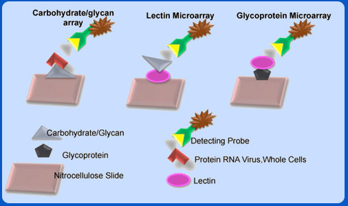 Development of a Multiplex Glycan Microarray Assay and Comparative