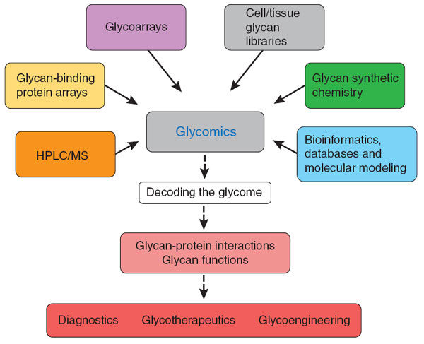 Glycomics Service