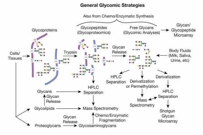 Glycomics Service