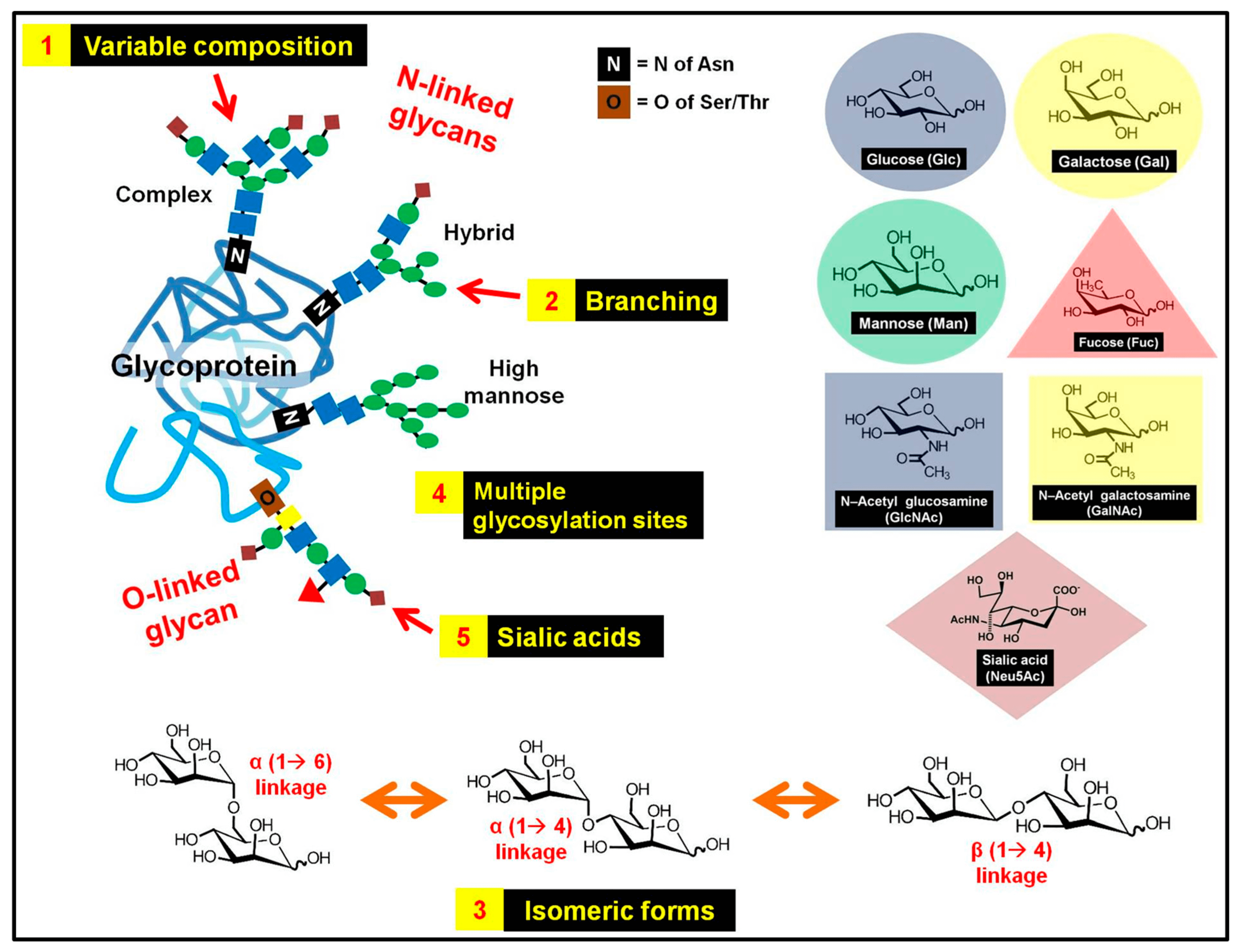 Mass Spectrometric and Glycan Microarray–Based Characterization of